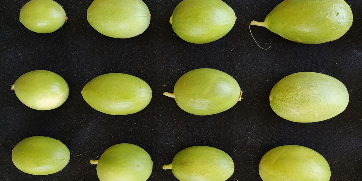 Identificata la presenza di cucurbitacine in frutti amari di ‘Scopatizzo’
